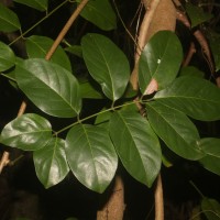 <i>Aganope heptaphylla</i>  (L.) Polhill